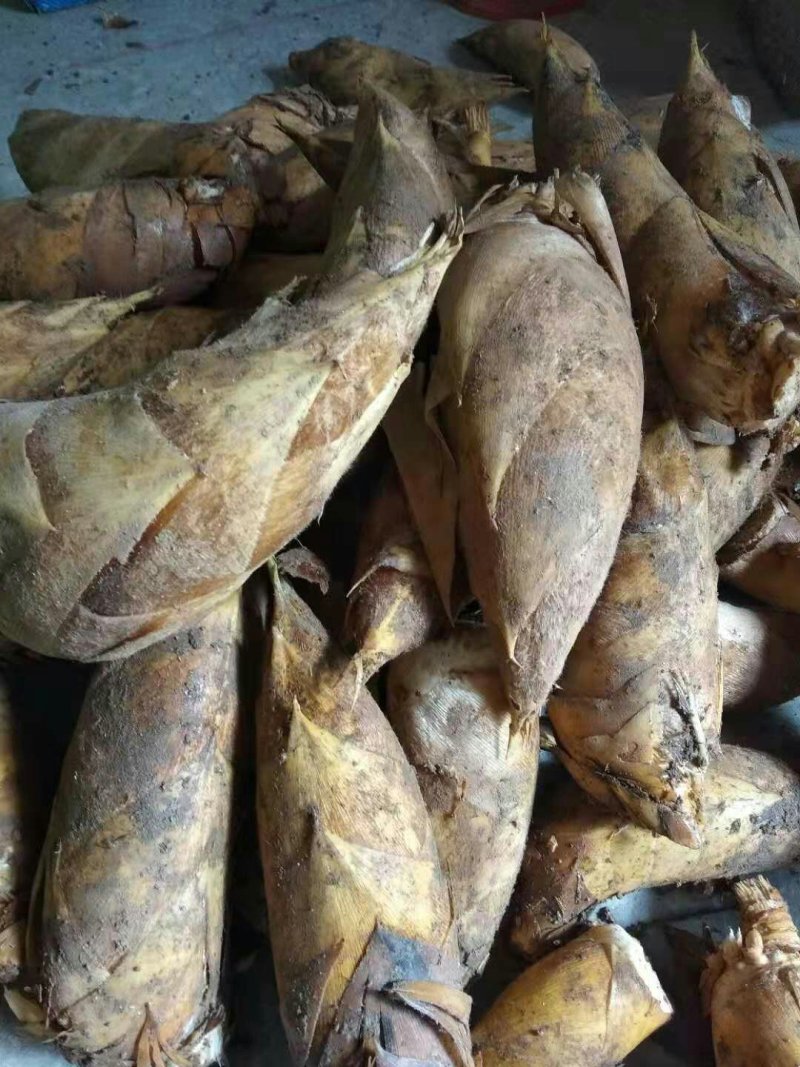 冬笋有大货了欢迎各位前来收购
