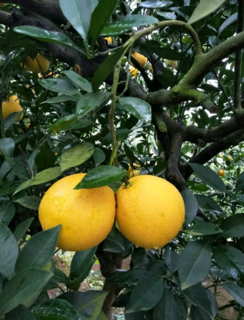 代销批发湖南湖北优质脐橙