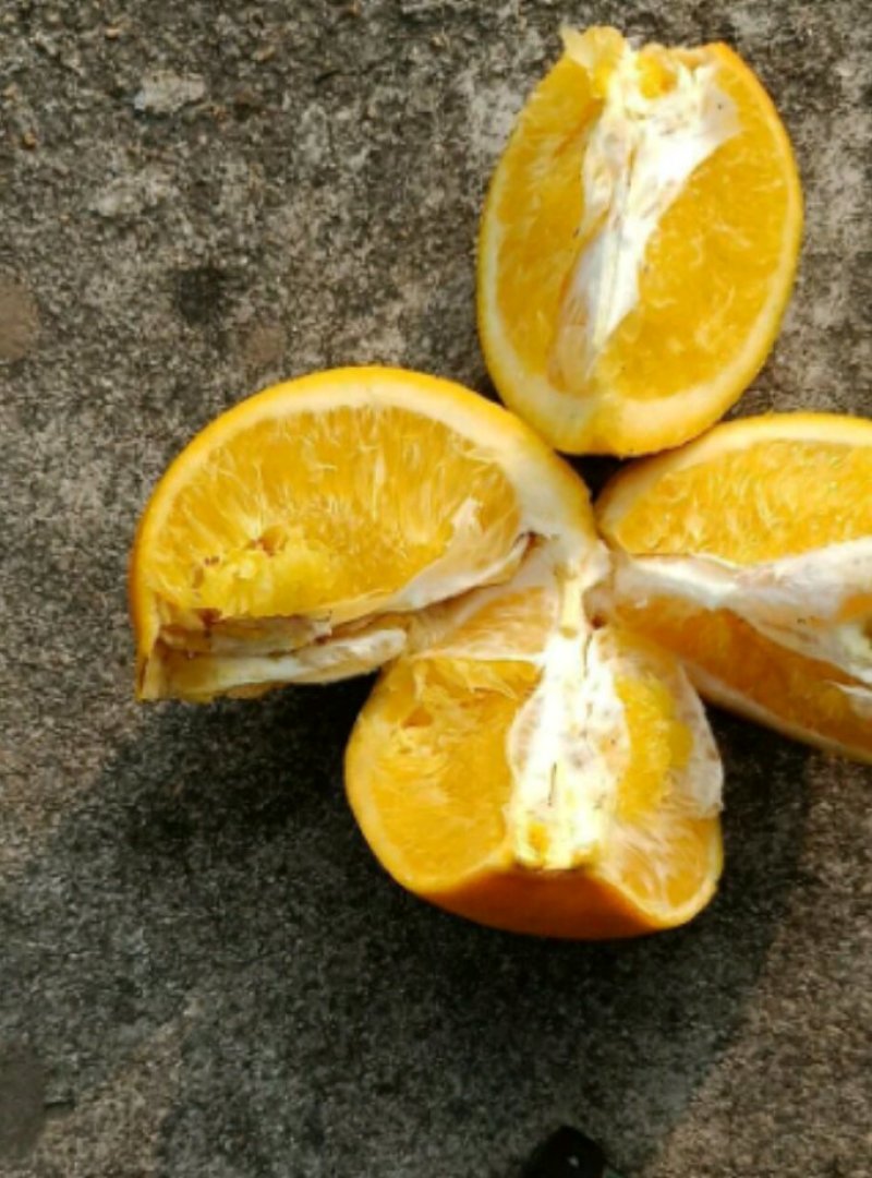代销批发湖南湖北优质脐橙