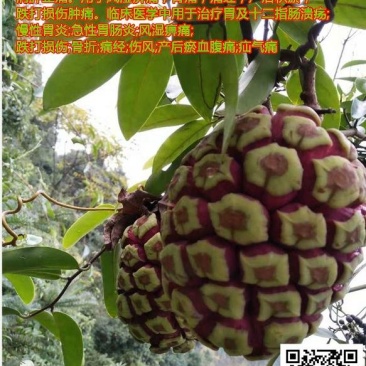 高山野生布福哪黑老虎果