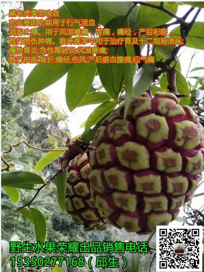 高山野生布福哪黑老虎果