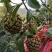 高山野生布福哪黑老虎果