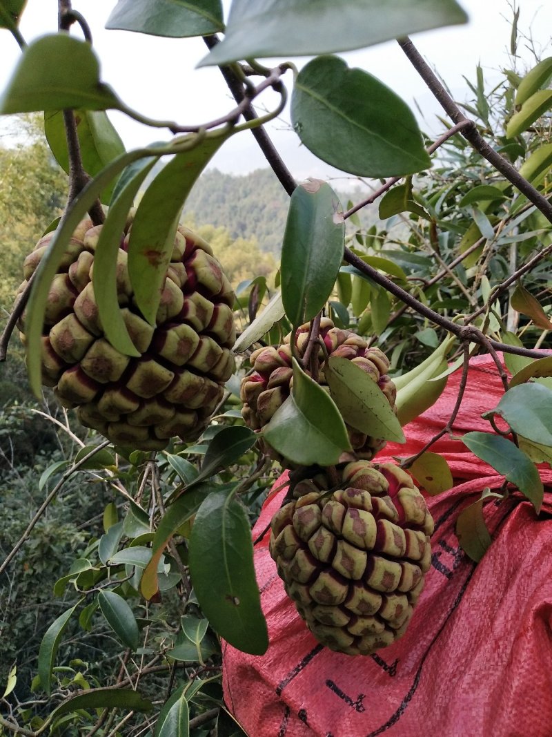高山野生布福哪黑老虎果
