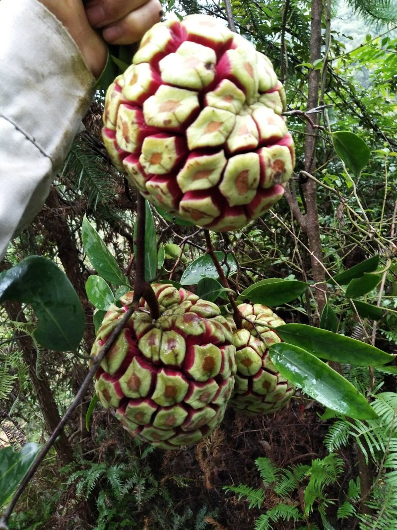 高山野生布福哪黑老虎果