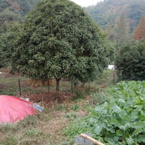 黄金桂花树八月桂花树
