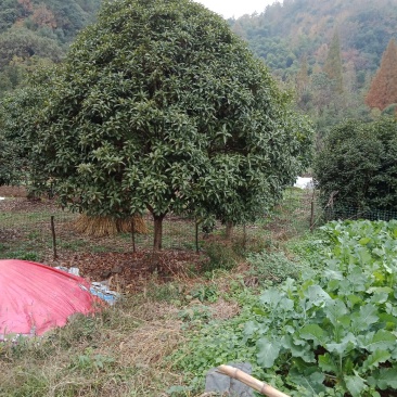 黄金桂花树八月桂花树