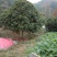 黄金桂花树八月桂花树