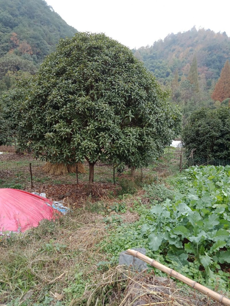 黄金桂花树八月桂花树