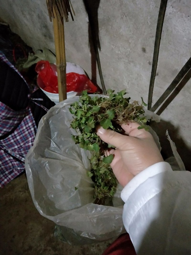 猫爪草种苗大量供应