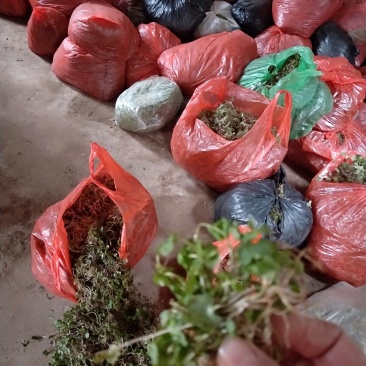 猫爪草种苗大量供应