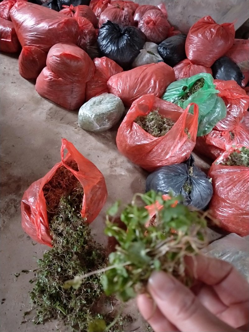 猫爪草种苗大量供应