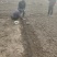 猫爪草种苗大量供应