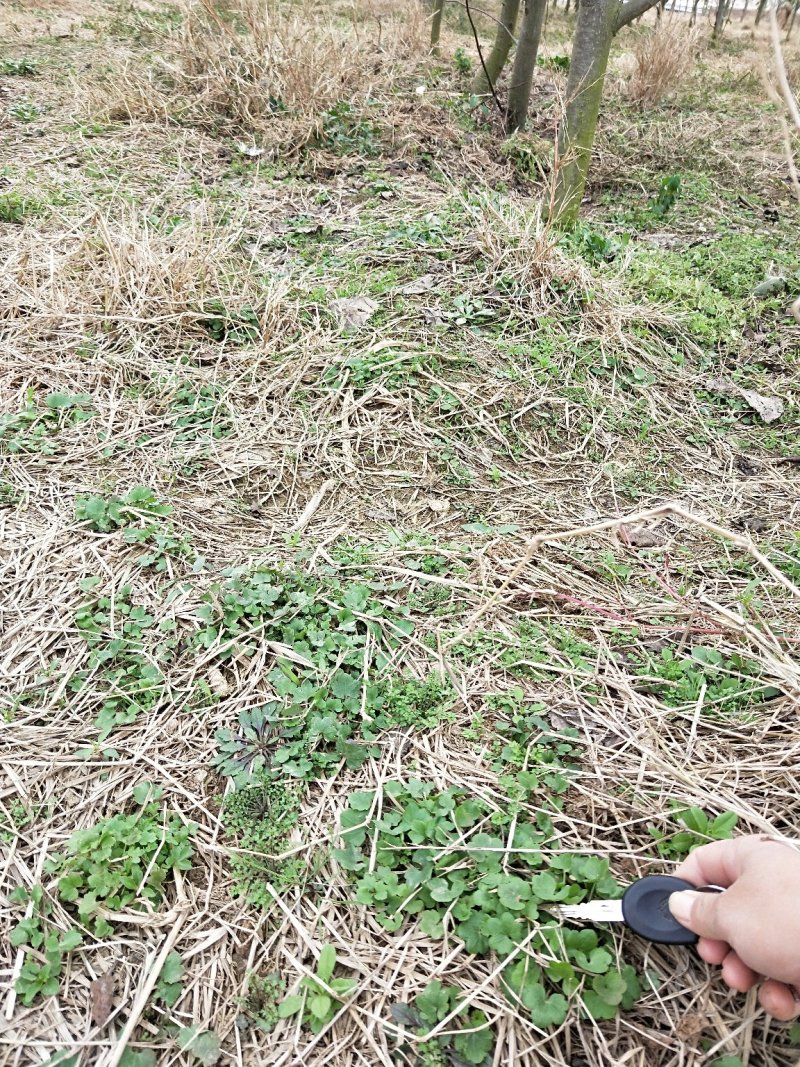 猫爪草种苗大量供应
