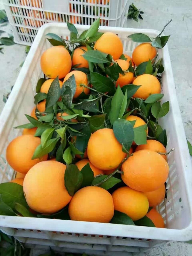 秭归脐橙