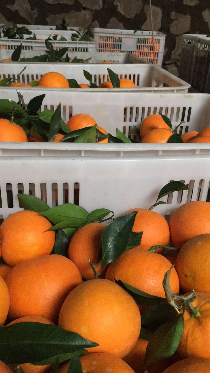 秭归脐橙