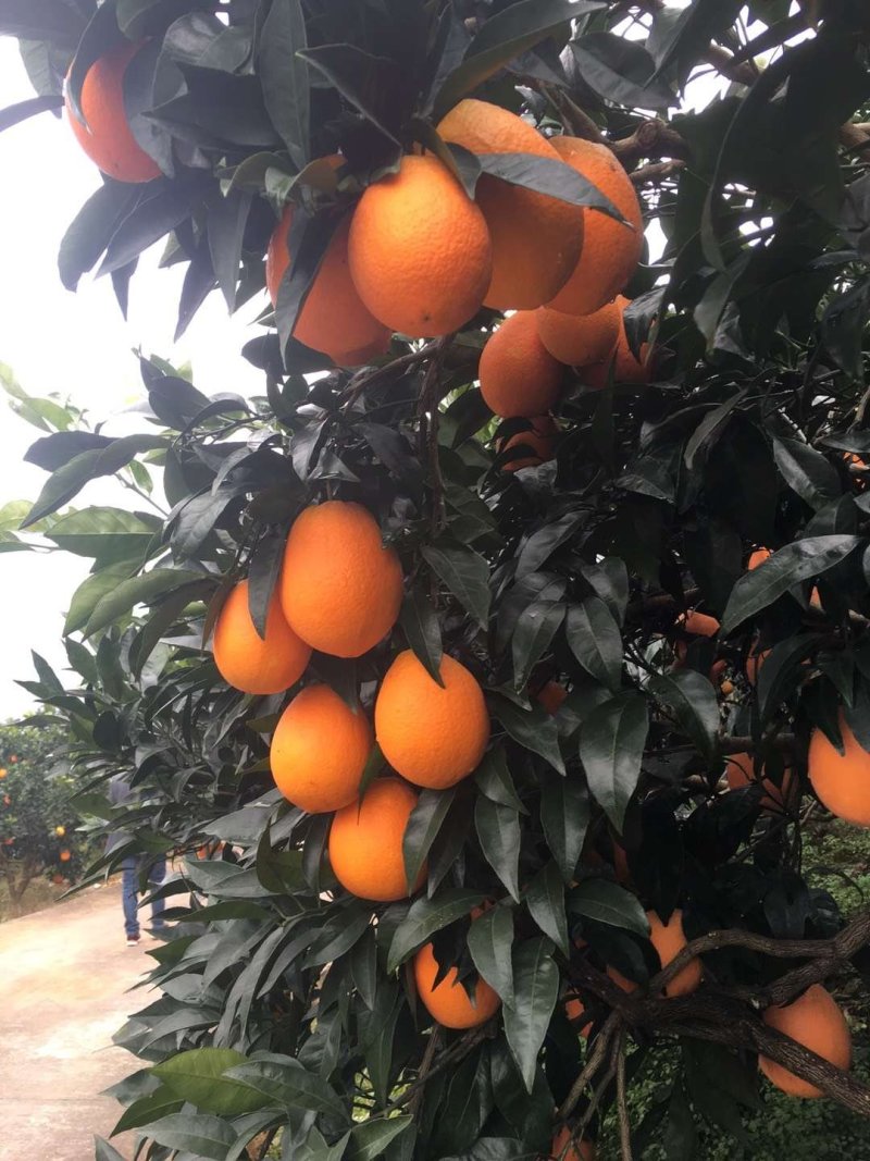 秭归脐橙