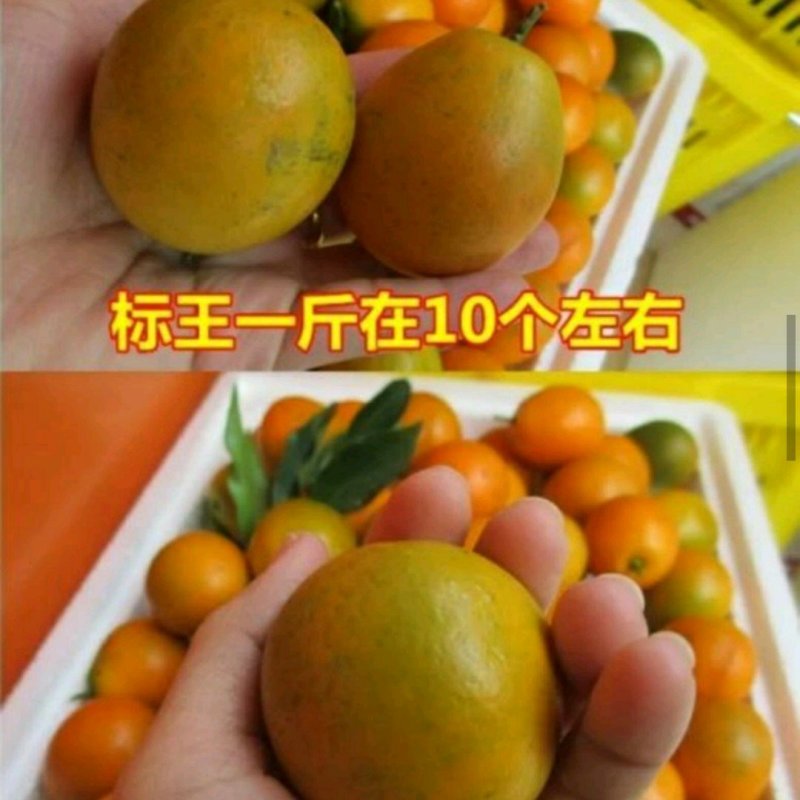 脆皮金桔苗脆皮金桔苗大果