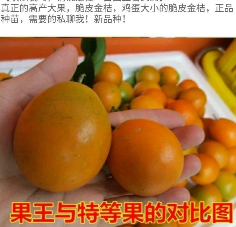 脆皮金桔苗脆皮金桔苗大果