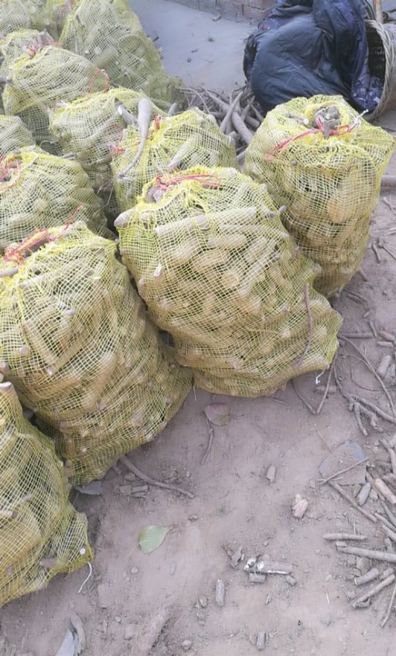 山药下脚料