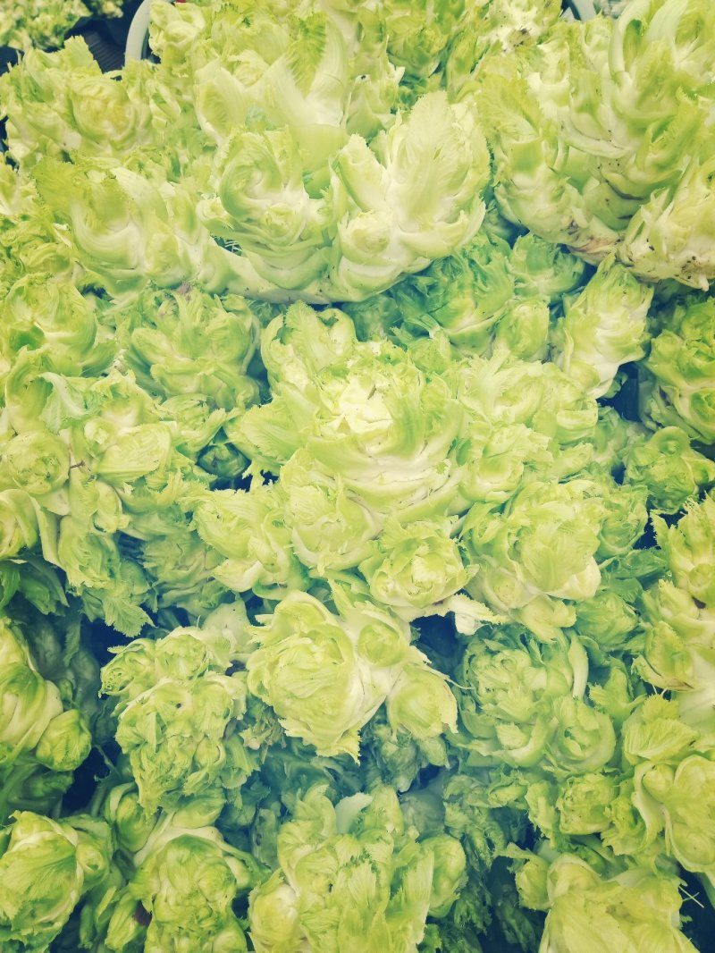 儿菜，一级货，个头均匀，货源充足，专业种植！