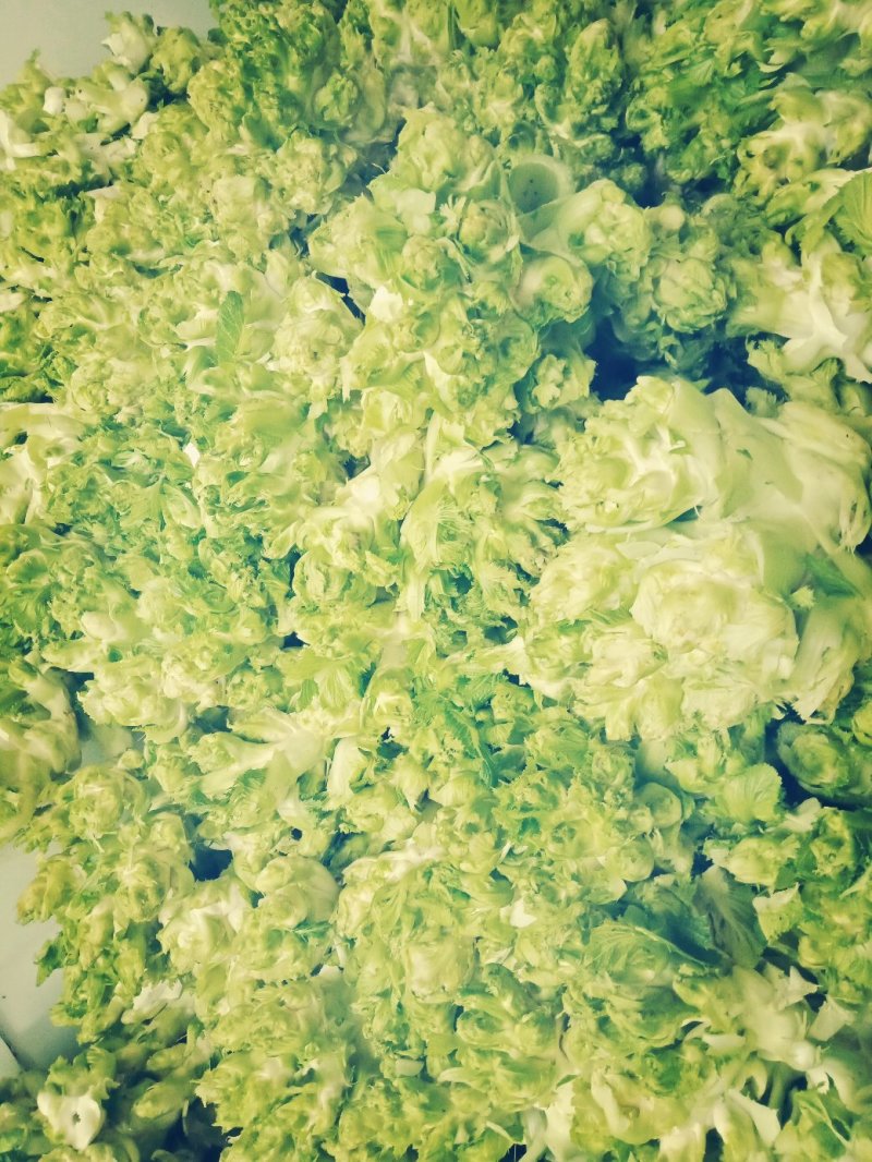儿菜，一级货，个头均匀，货源充足，专业种植！