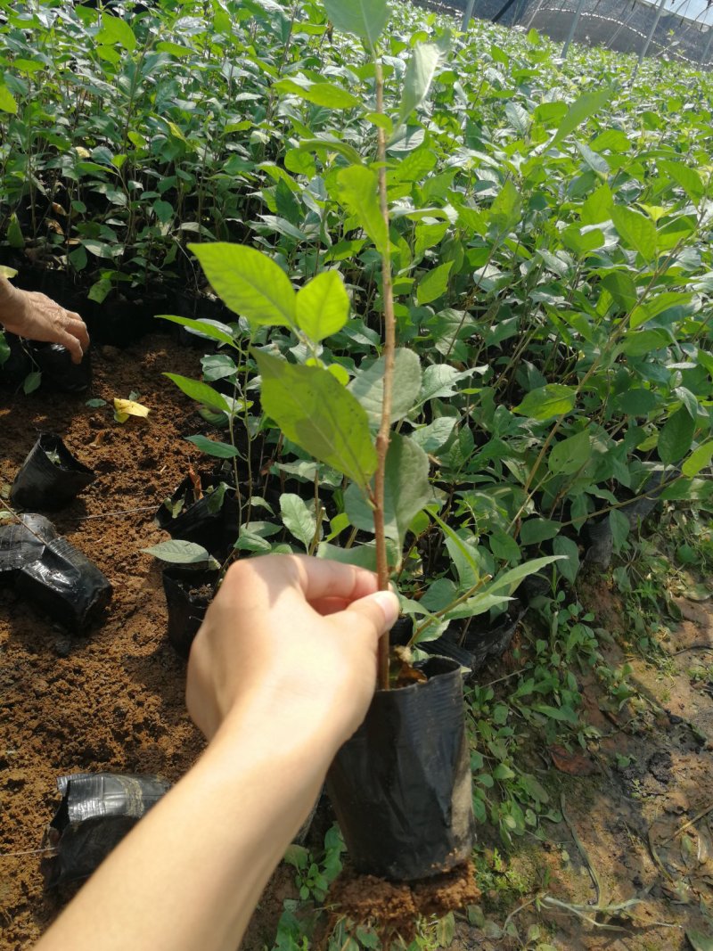矮化樱桃苗砧木吉塞拉6号吉塞拉12号Y1矮杰现挖现发