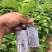 矮化樱桃苗砧木吉塞拉6号吉塞拉12号Y1矮杰现挖现发