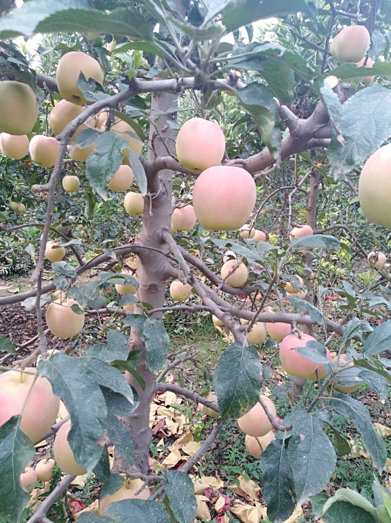 苹果树