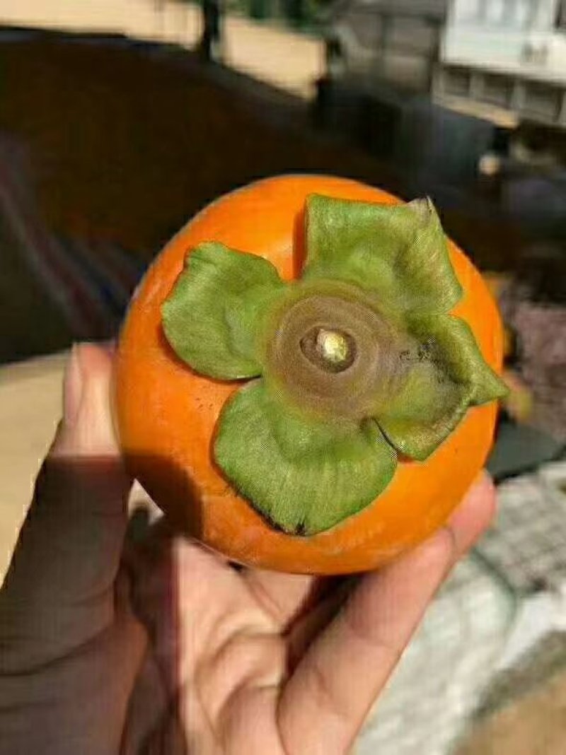 脆柿