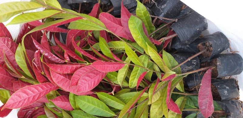 红背桂花绿化地被