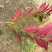 红背桂花绿化地被