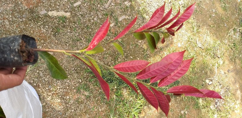 红背桂花绿化地被