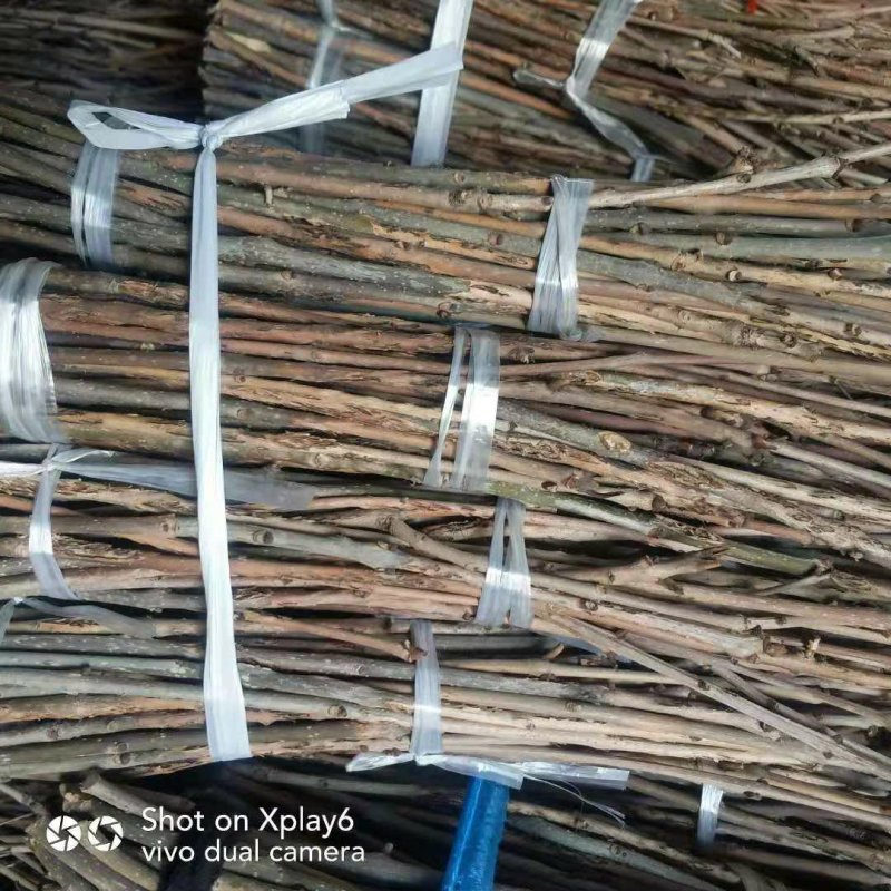 种苗