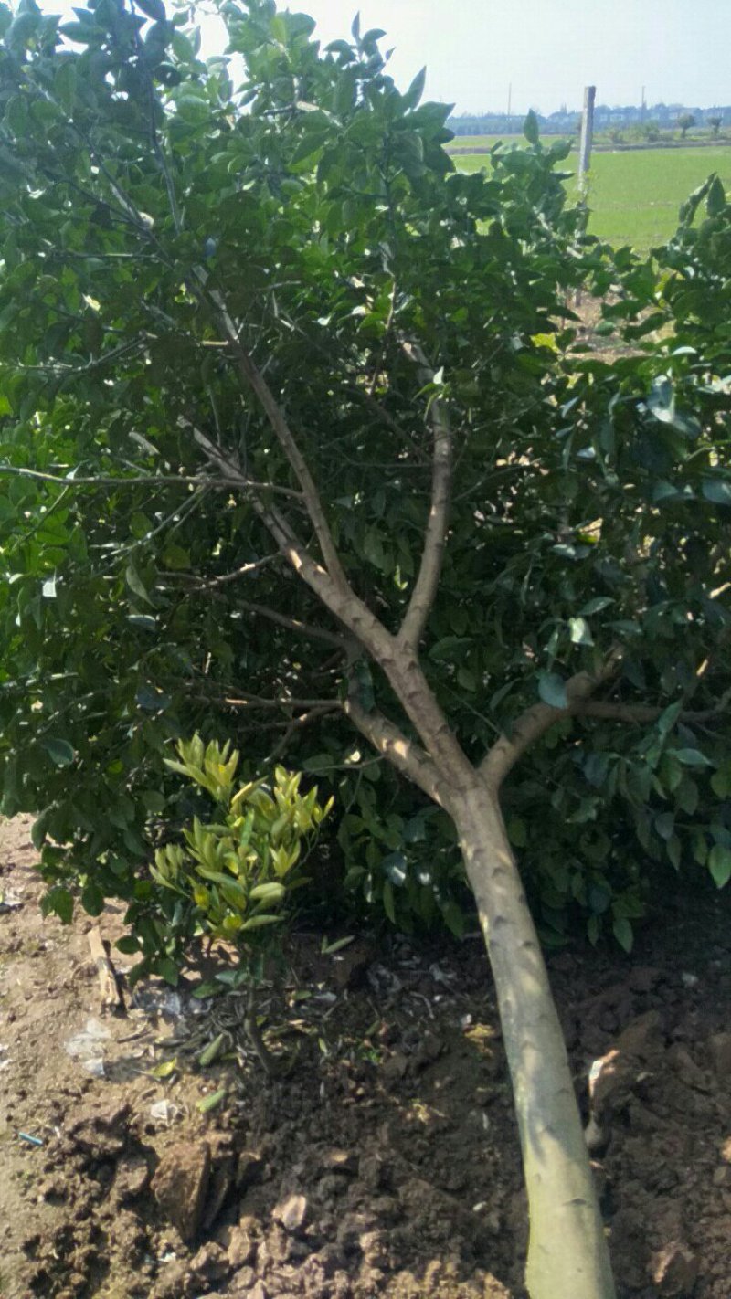 柚子树香泡树