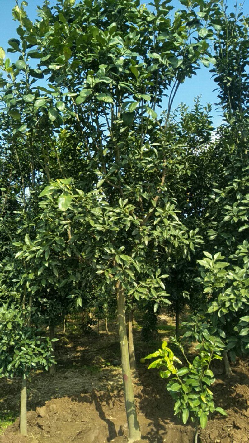 柚子树香泡树