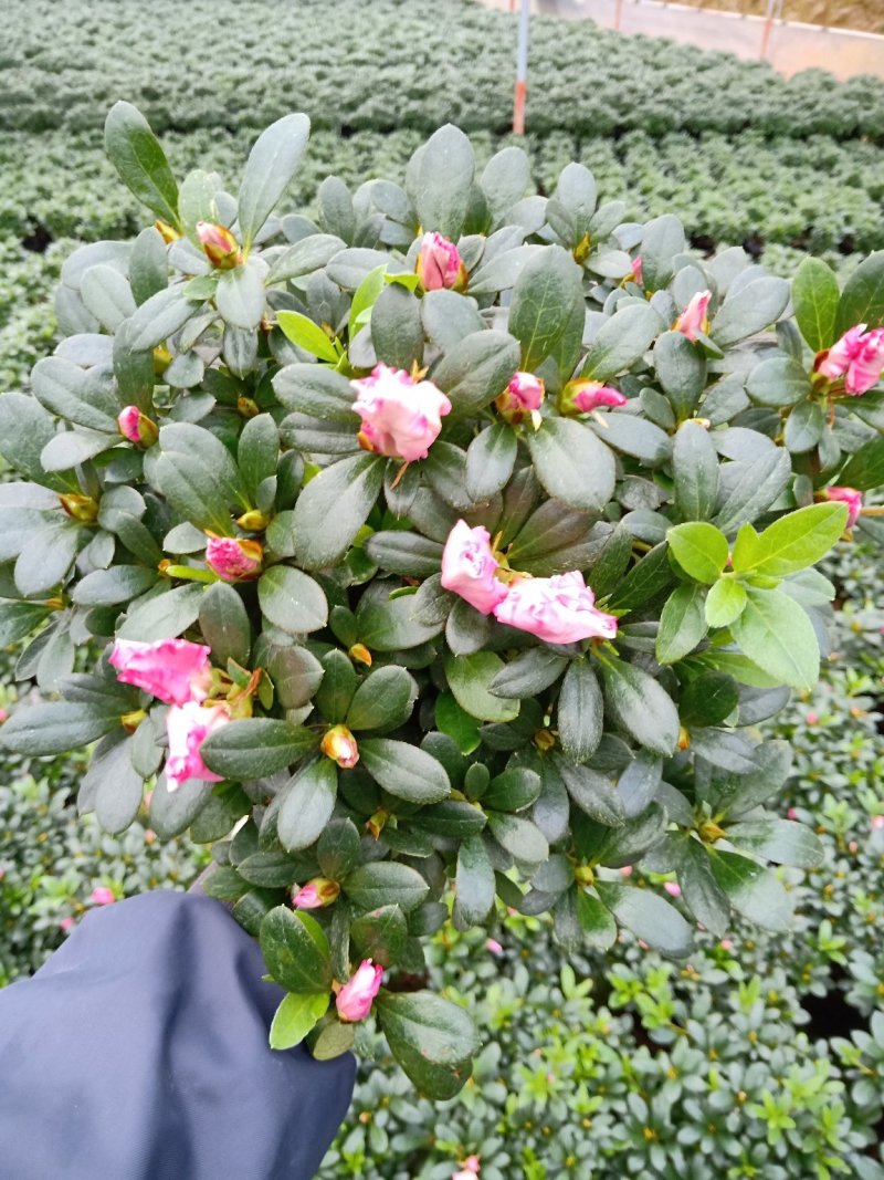 品种杜鹃之一红双喜杜鹃花