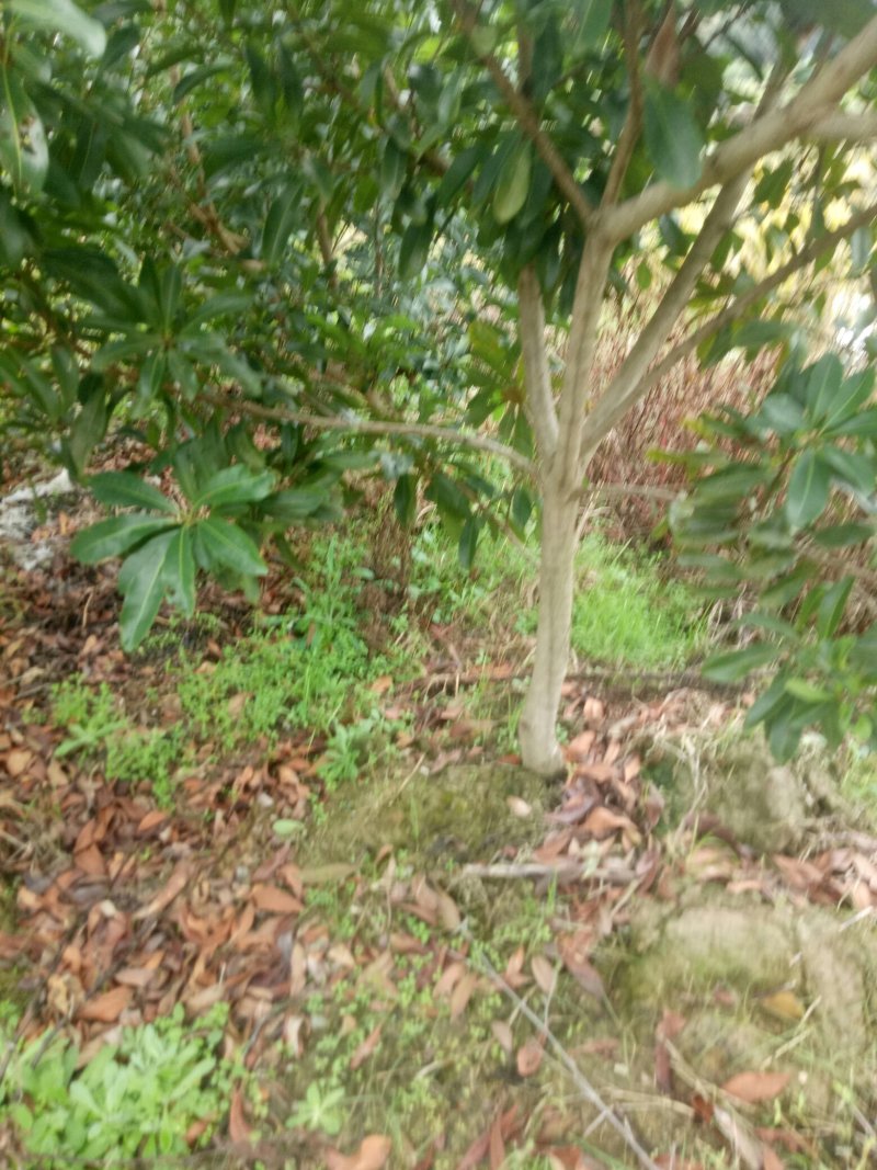 3公分′4公分.，5公分都有