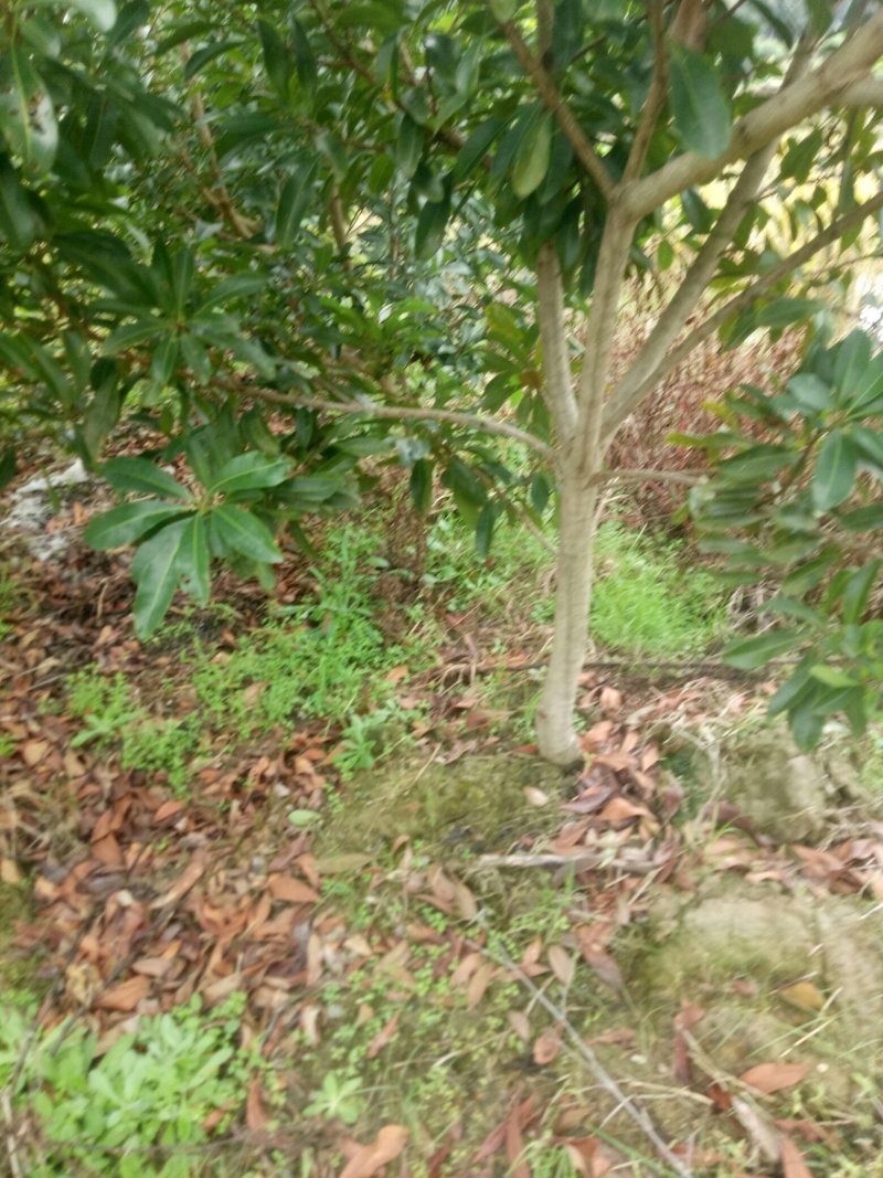 3公分′4公分.，5公分都有