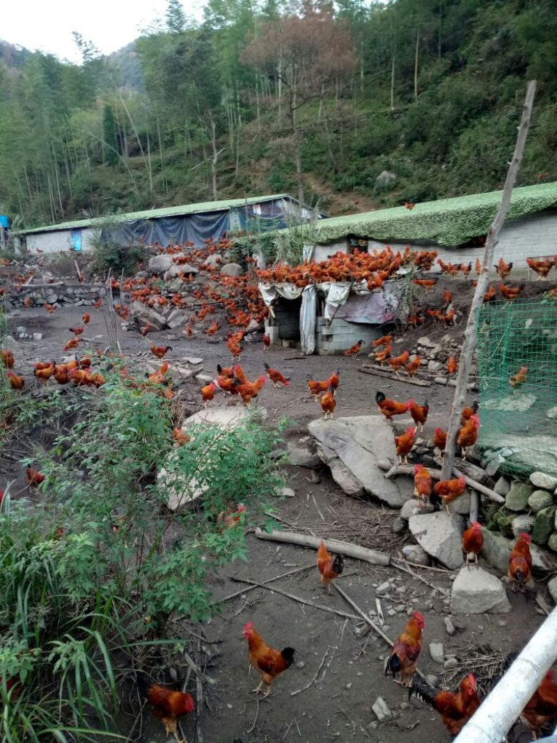 活鸡走地鸡长期有货销售鸡品种数十种养殖基地直供质量保证