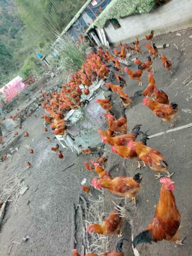 活鸡走地鸡长期有货销售鸡品种数十种养殖基地直供质量保证