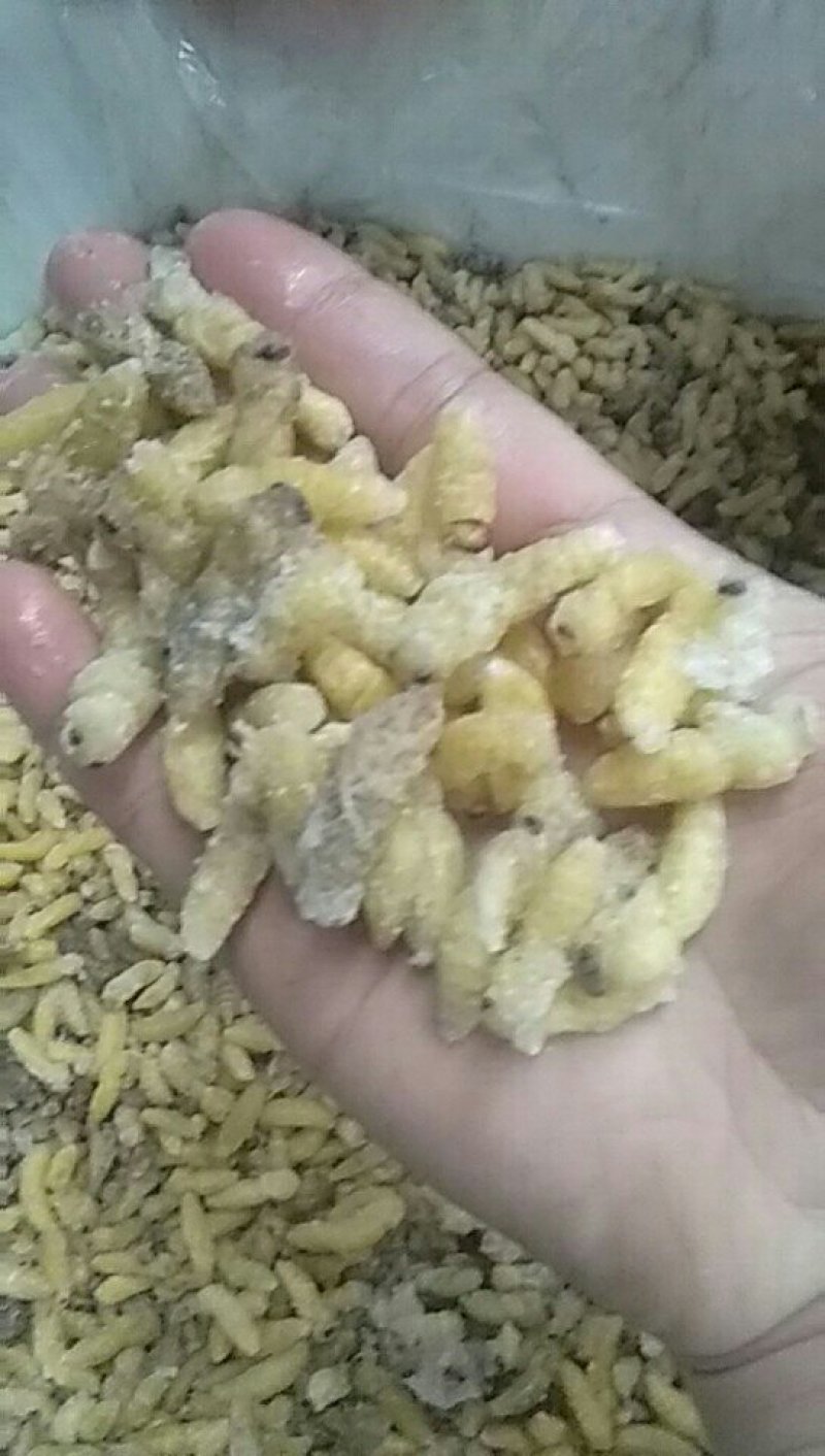 熟冻，1.2级，纯野生的，有需要的请电