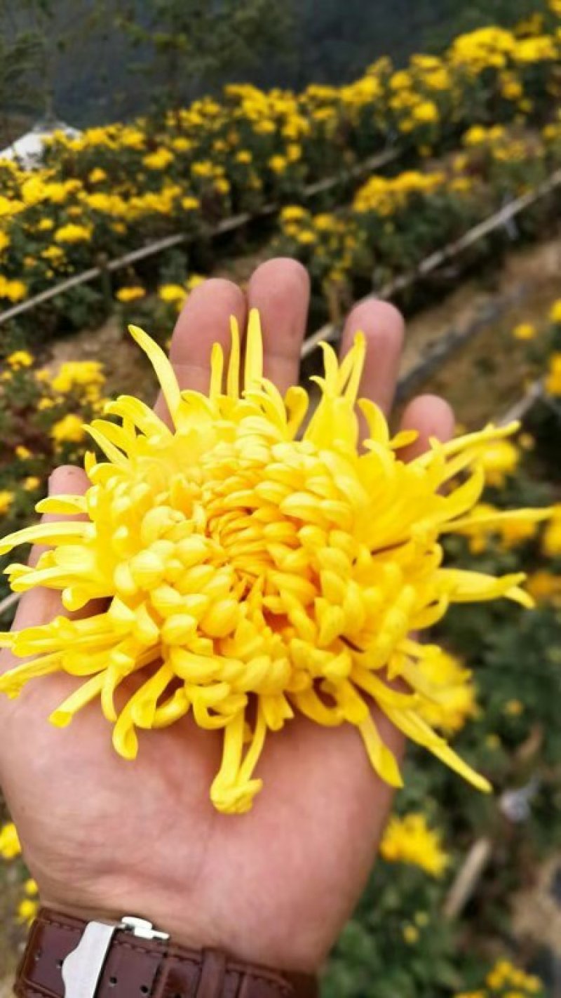 安康富硒黄菊茶