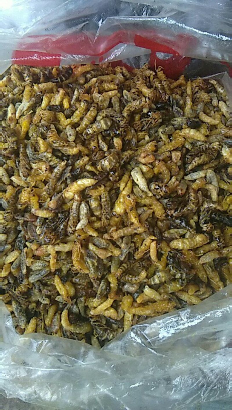 蜂蛹，油炸的统货