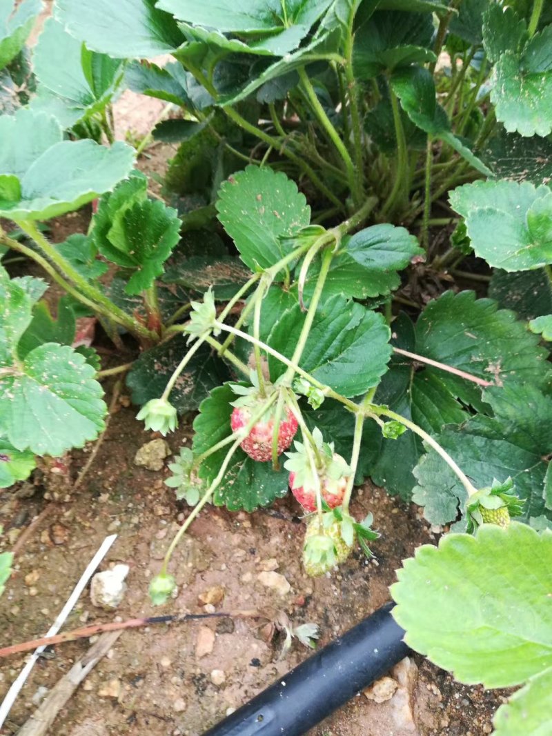草莓专用滴灌。滴灌管
