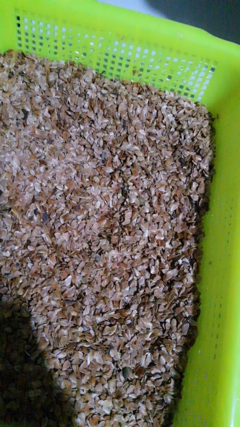 红油香椿种子发芽率高达95%以上