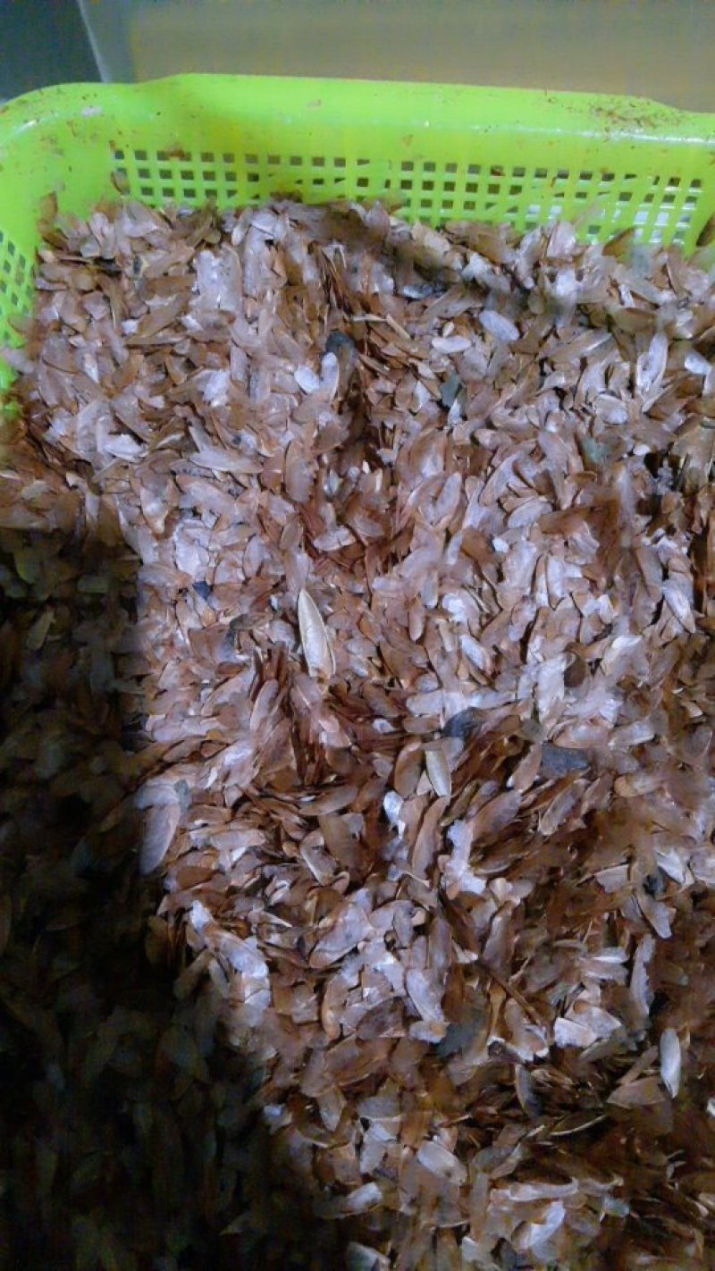 红油香椿种子发芽率高达95%以上