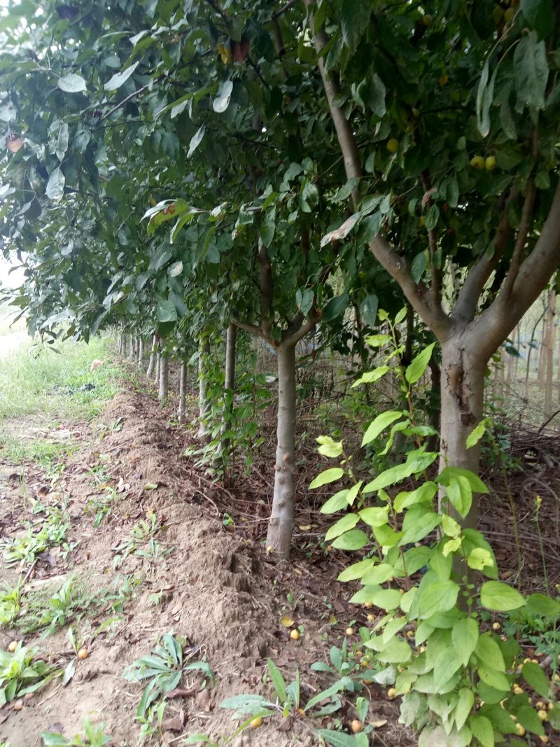国槐，海棠,金枝槐种植土壤肥沃，。长势优良，品级