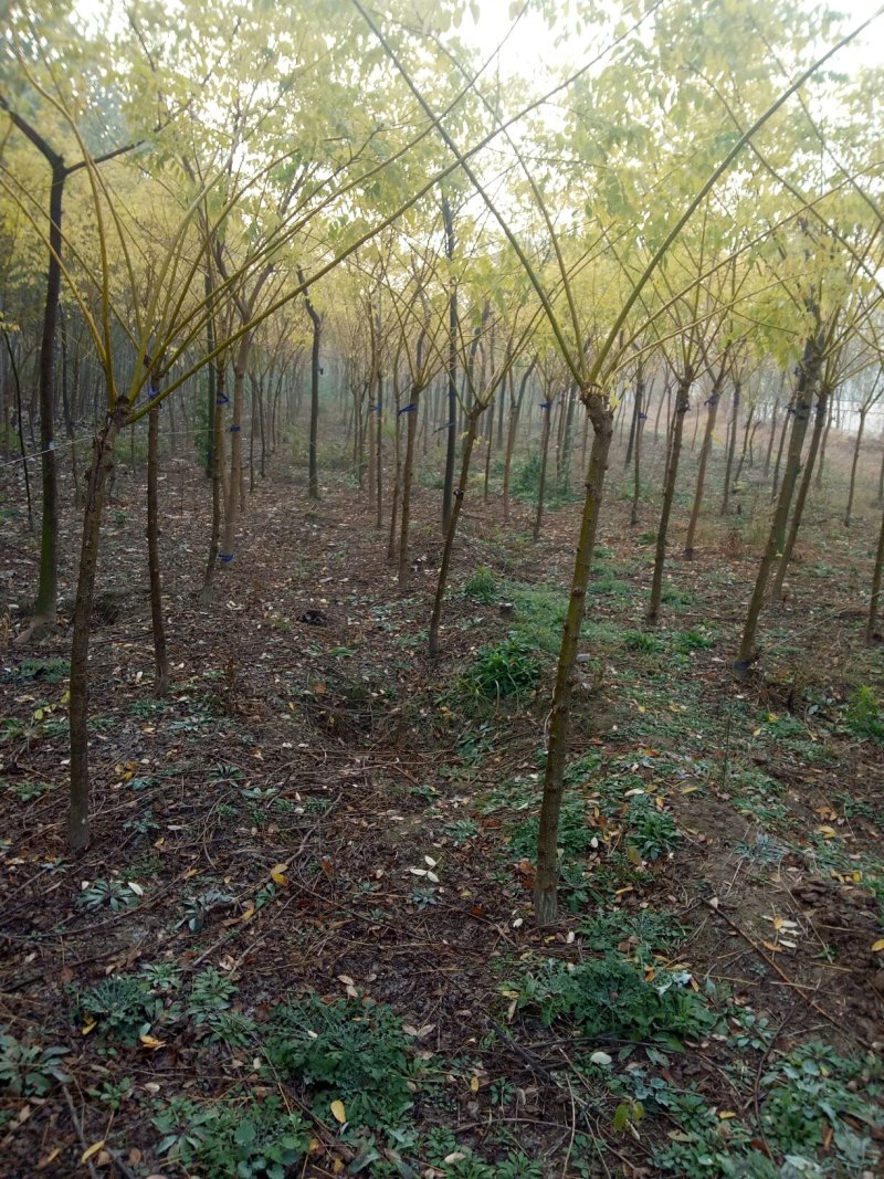 国槐，海棠,金枝槐种植土壤肥沃，。长势优良，品级