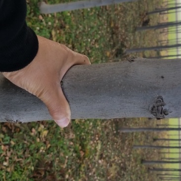 栾树8~10cm6~8cm3~3.5米