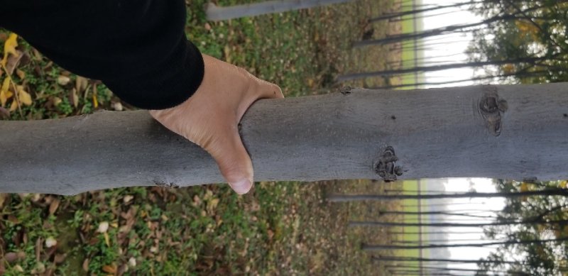栾树8~10cm6~8cm3~3.5米